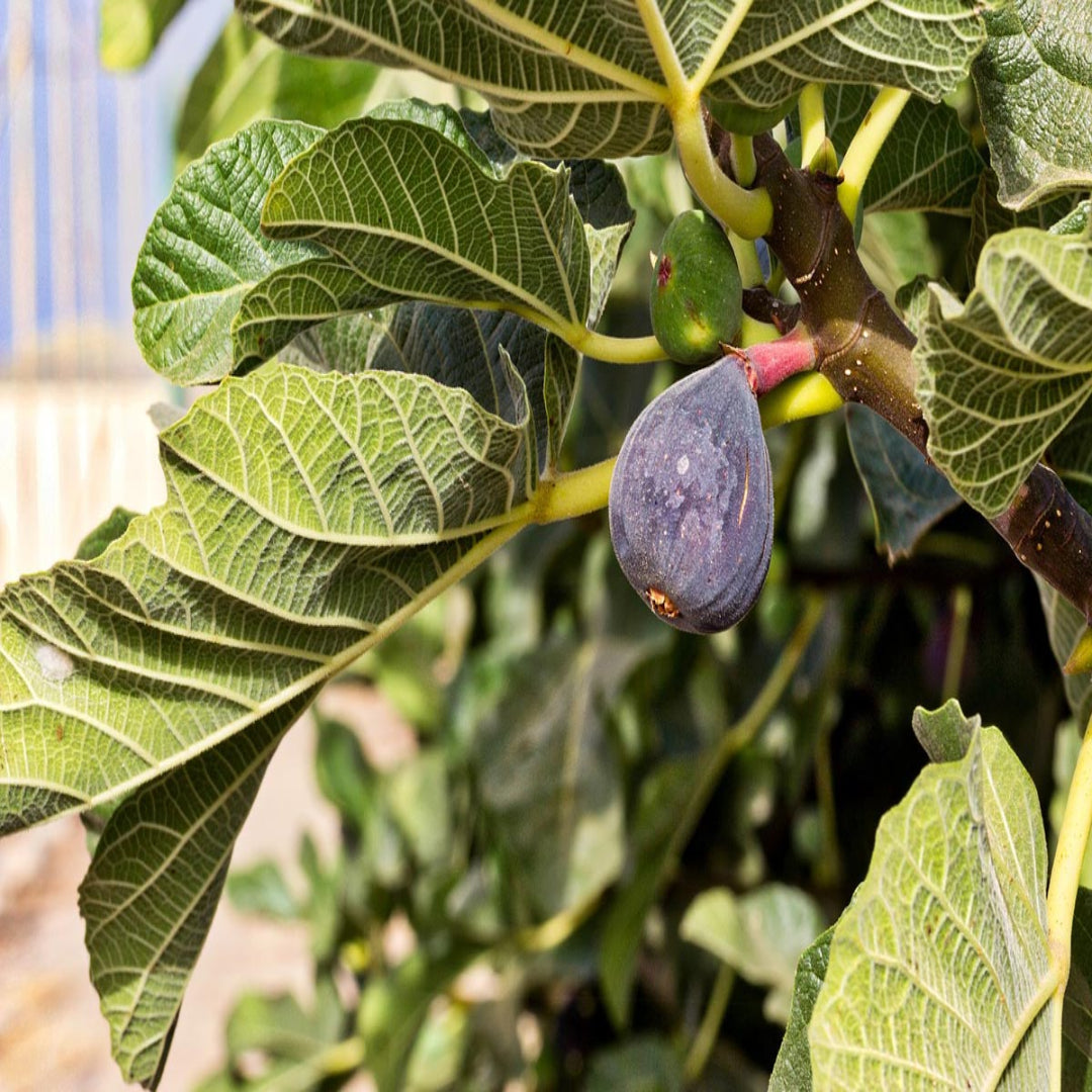 Black Mission Fig Tree loaded with ripe fig fruits