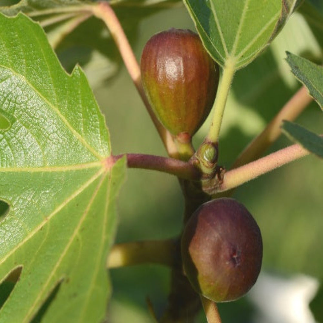 Ripening season for Black Mission Fig Tree fruits