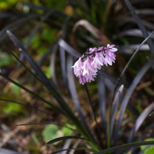 Evergreen Black Mondo Grass groundcover