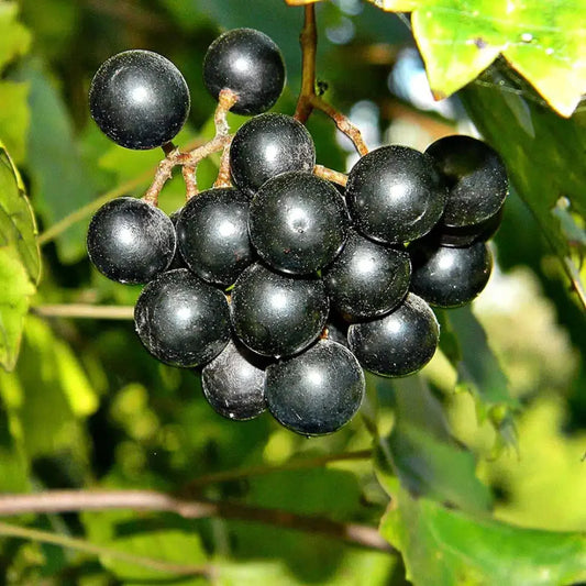 Dark purple noble muscadine grapes on vine