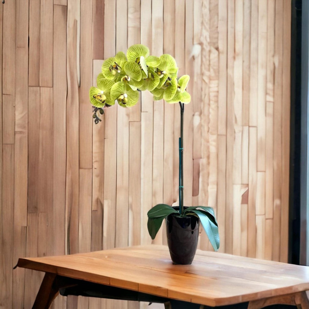 Stunning Orchids in Black Conical Pot