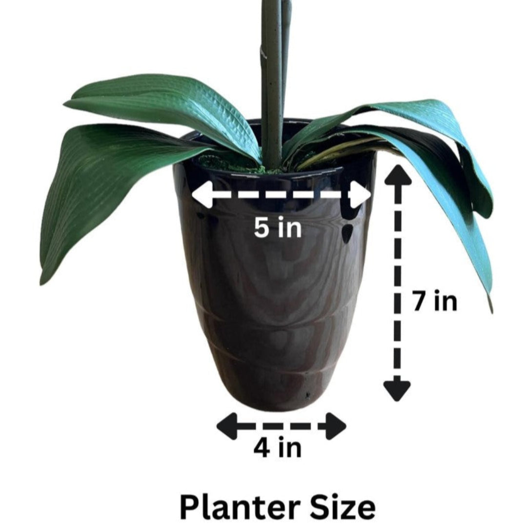 Stunning Orchids in Black Conical Pot