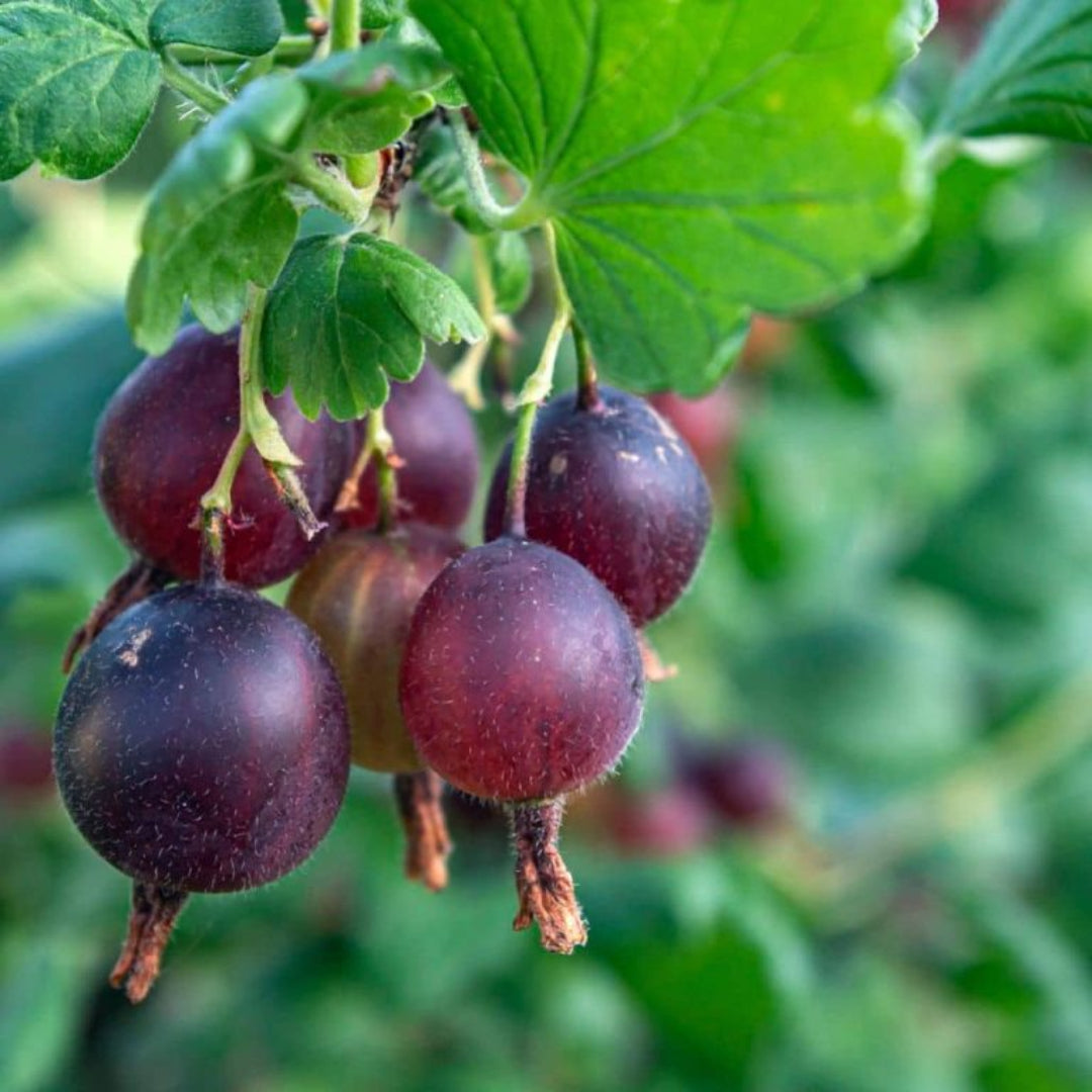 Black Velvet gooseberry bush producing large sweet dark berries