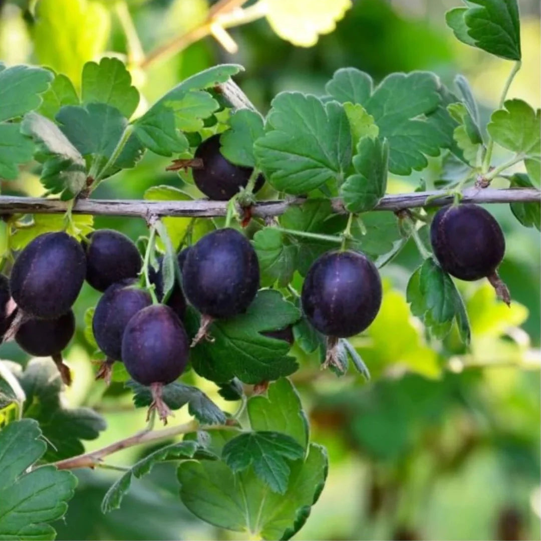 Live Black Velvet gooseberry starter plant ready for garden planting