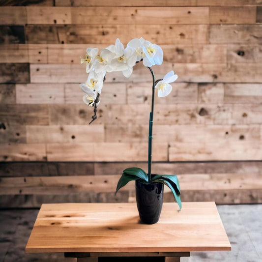 Stunning Orchids in Black Conical Pot