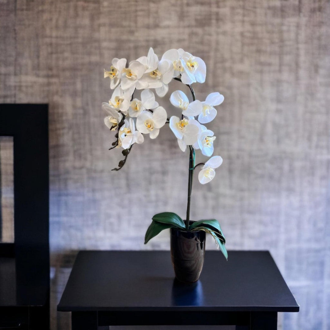 Stunning Orchids in Black Conical Pot