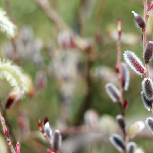 Young black pussy willow plant growing outdoors with upright branches
