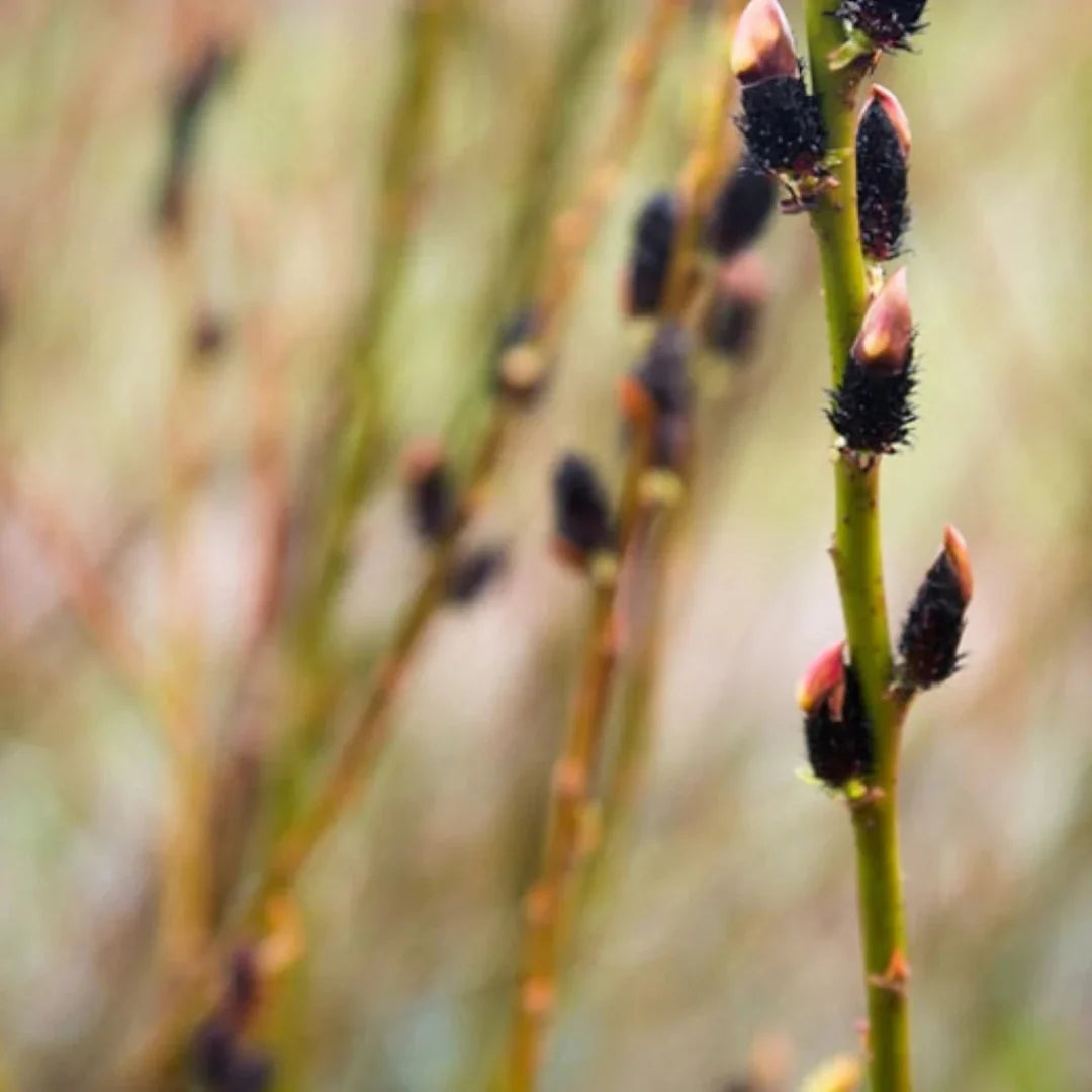 Ornamental black pussy willow showing deep purple to black fuzzy catkins