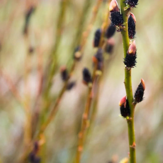 Ornamental black pussy willow showing deep purple to black fuzzy catkins
