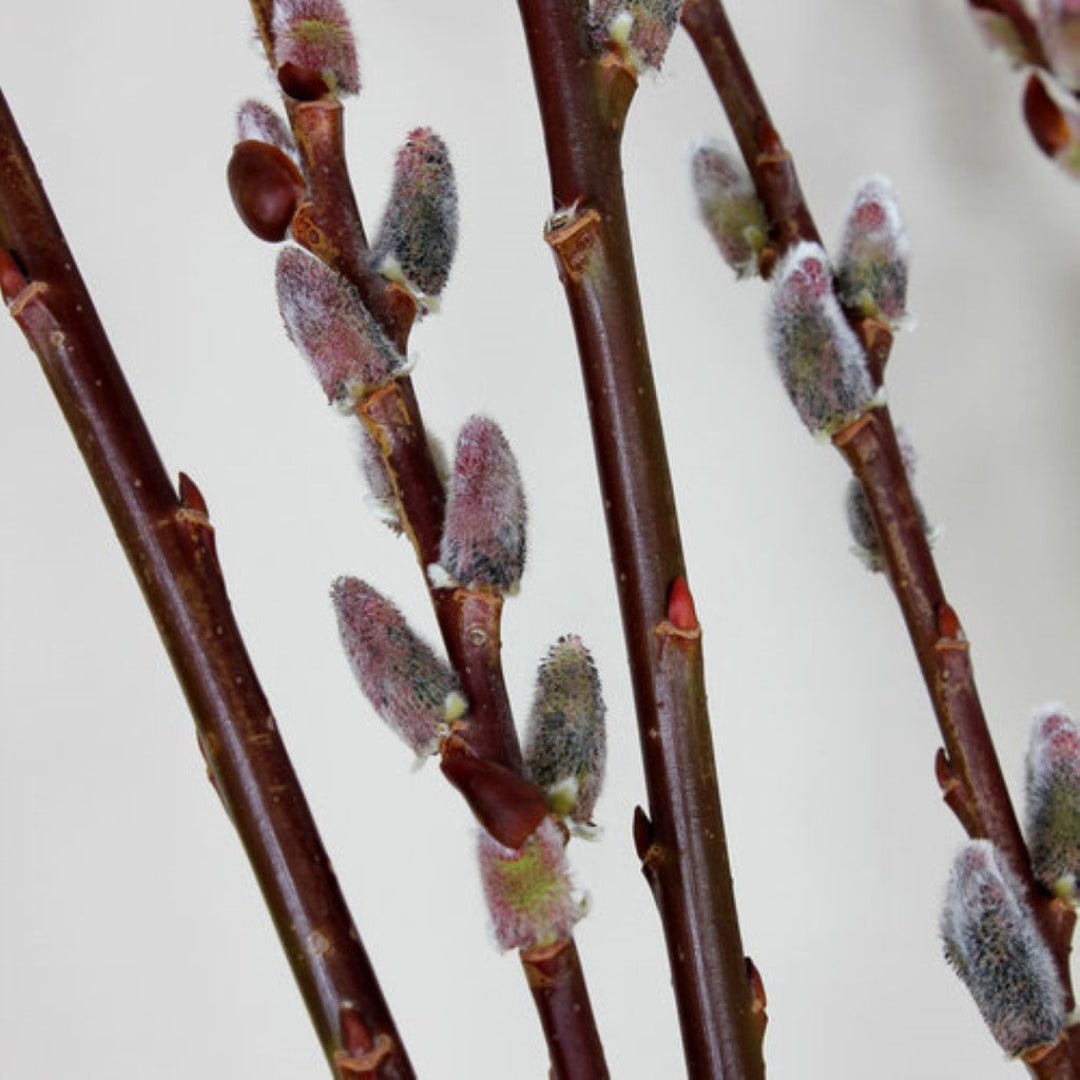 Close-up of black pussy willow catkins in early spring bloom