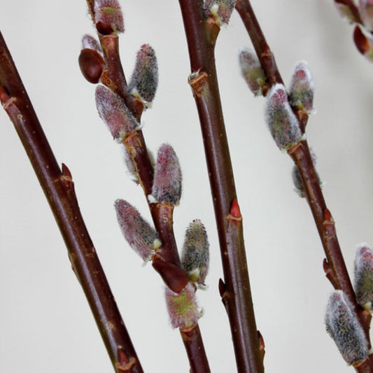 Close-up of black pussy willow catkins in early spring bloom