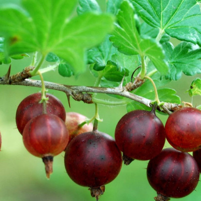 Black Velvet Gooseberry – Sweet-Tart Edible Fruit Shrub (Ribes)