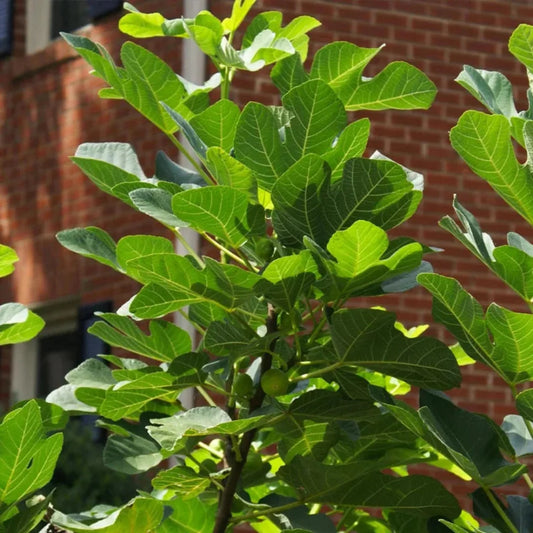 Backyard Black Mission Fig Tree with figs