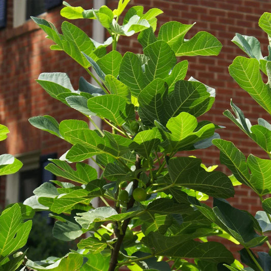 Backyard Black Mission Fig Tree with figsBackyard Black Mission Fig Tree with figs