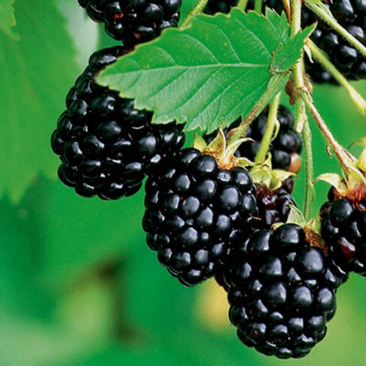 Close view of Navaho blackberry fruit clusters with ripe, juicy black berries