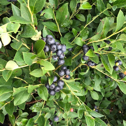 Bless Your Heart Blueberry shrub displaying heavy fruit production