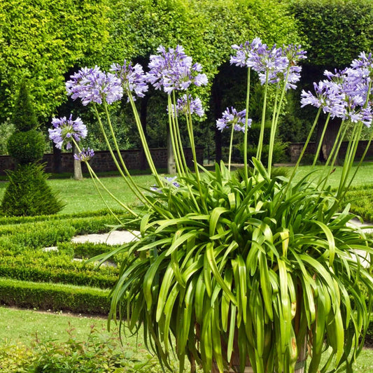 Blue Lily of the Nile showcasing full, spherical flower heads in rich blue tones