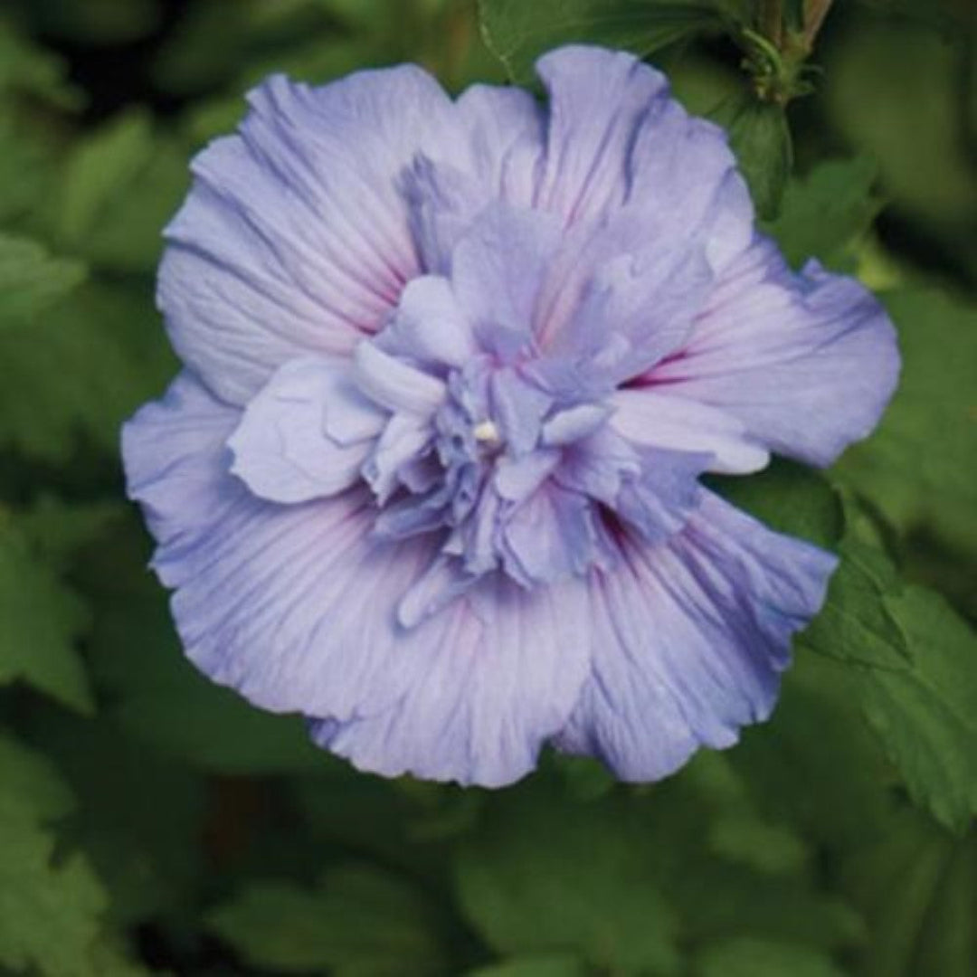 Blooming Blue Chiffon shrub in garden