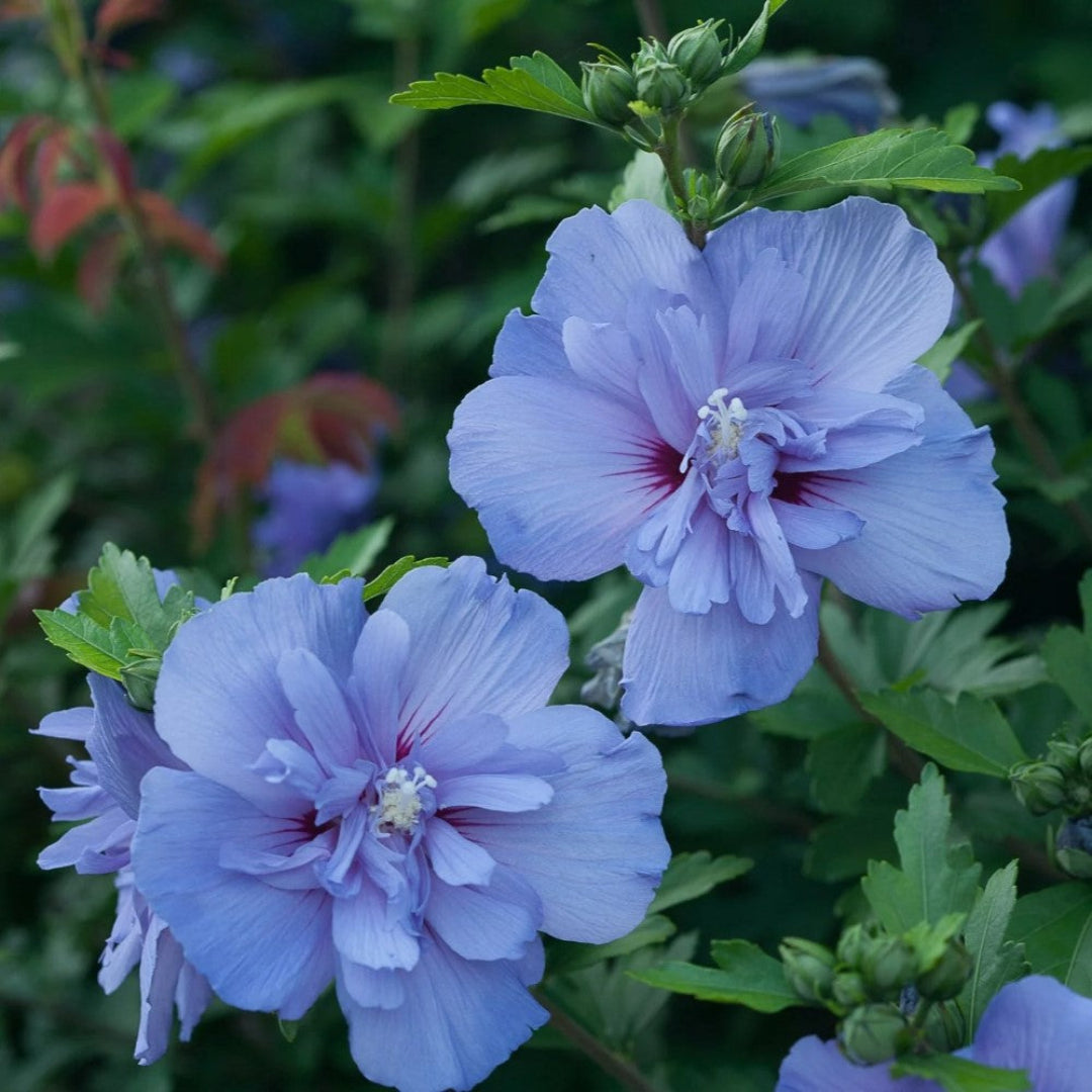 Blue Chiffon Rose of Sharon – flowering shrub