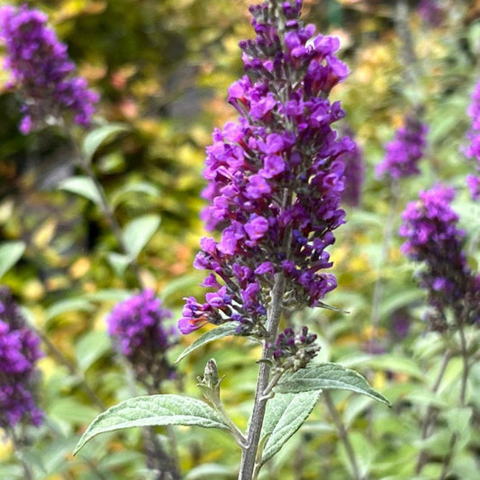 Blue Chip Jr. Butterfly Bush – shrub