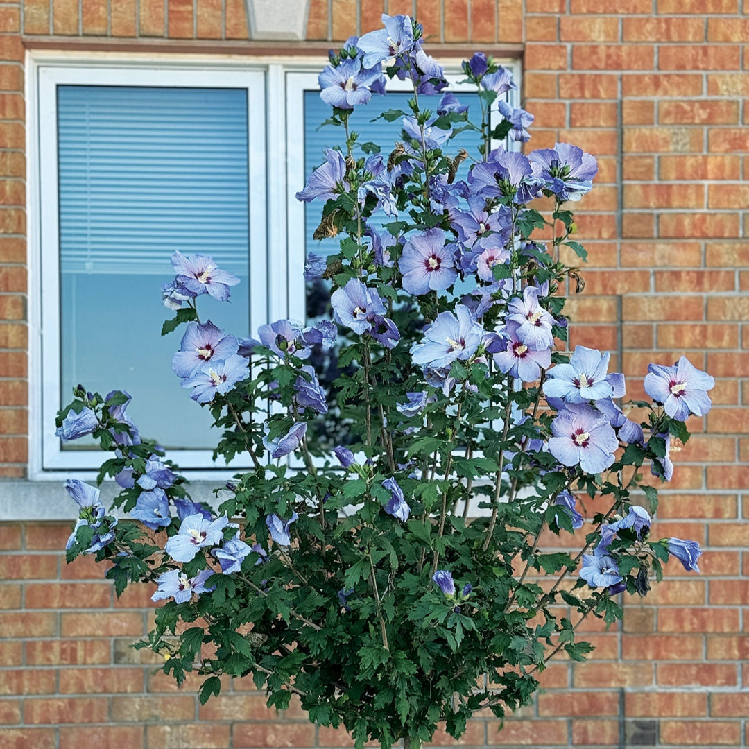 Garden-grown Azurri Blue Satin Hibiscus with large blue blossoms and upright stems.