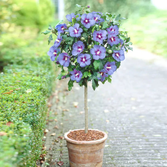 Blue Satin Rose of Sharon tree form with full blue flowers and clean branching structure.
