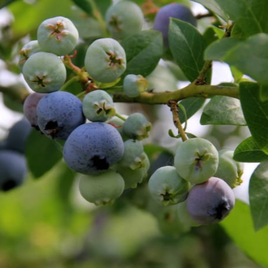 Ripe blueberries hanging in bunches on a vibrant green bush
