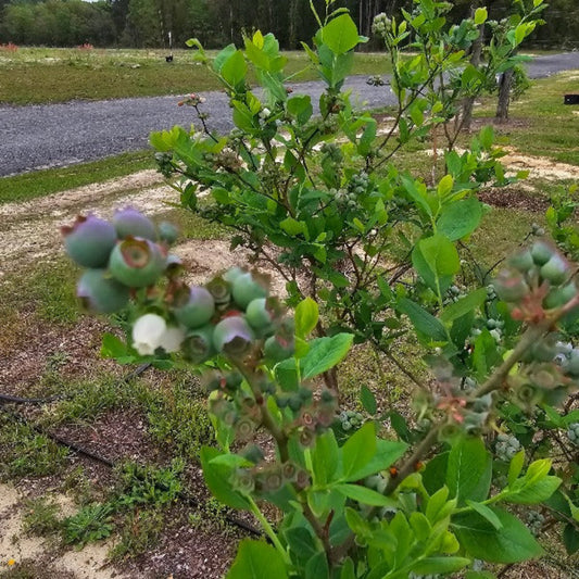 Blueberries on bush in 2024 season showing fresh fruit and leaves