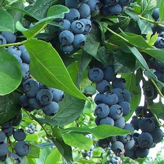Premier Blueberry Bush in blooming and fruiting stages
