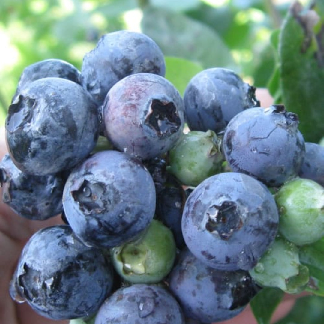 Blueberry ‘Krewer’ plant in garden showing abundant harvest of berries