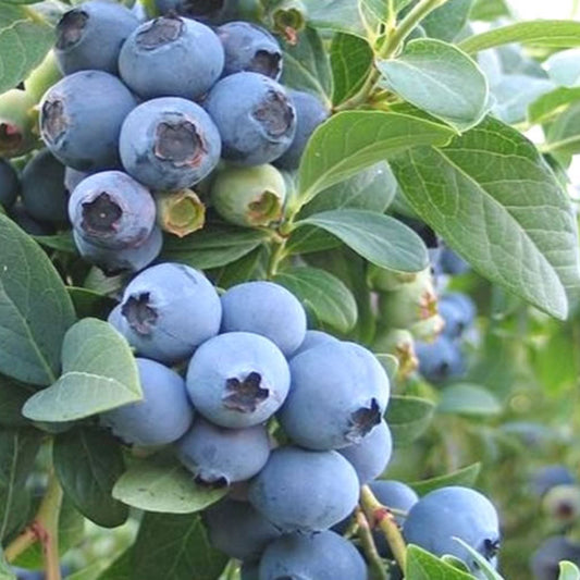 Ochlockonee blueberry plant producing large berries