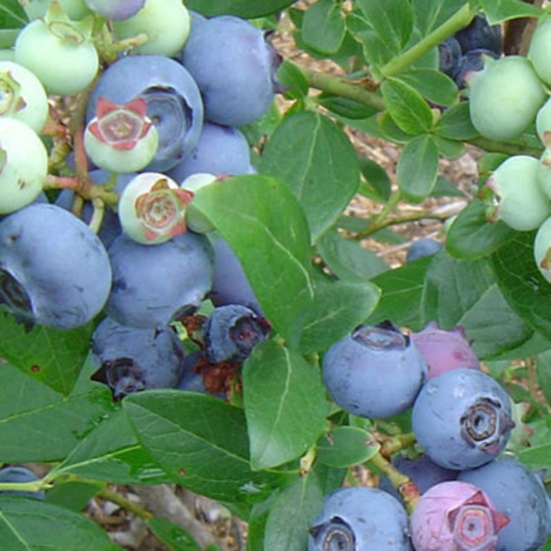 Healthy Suziblue blueberry bush growing outdoors with dense green leaves