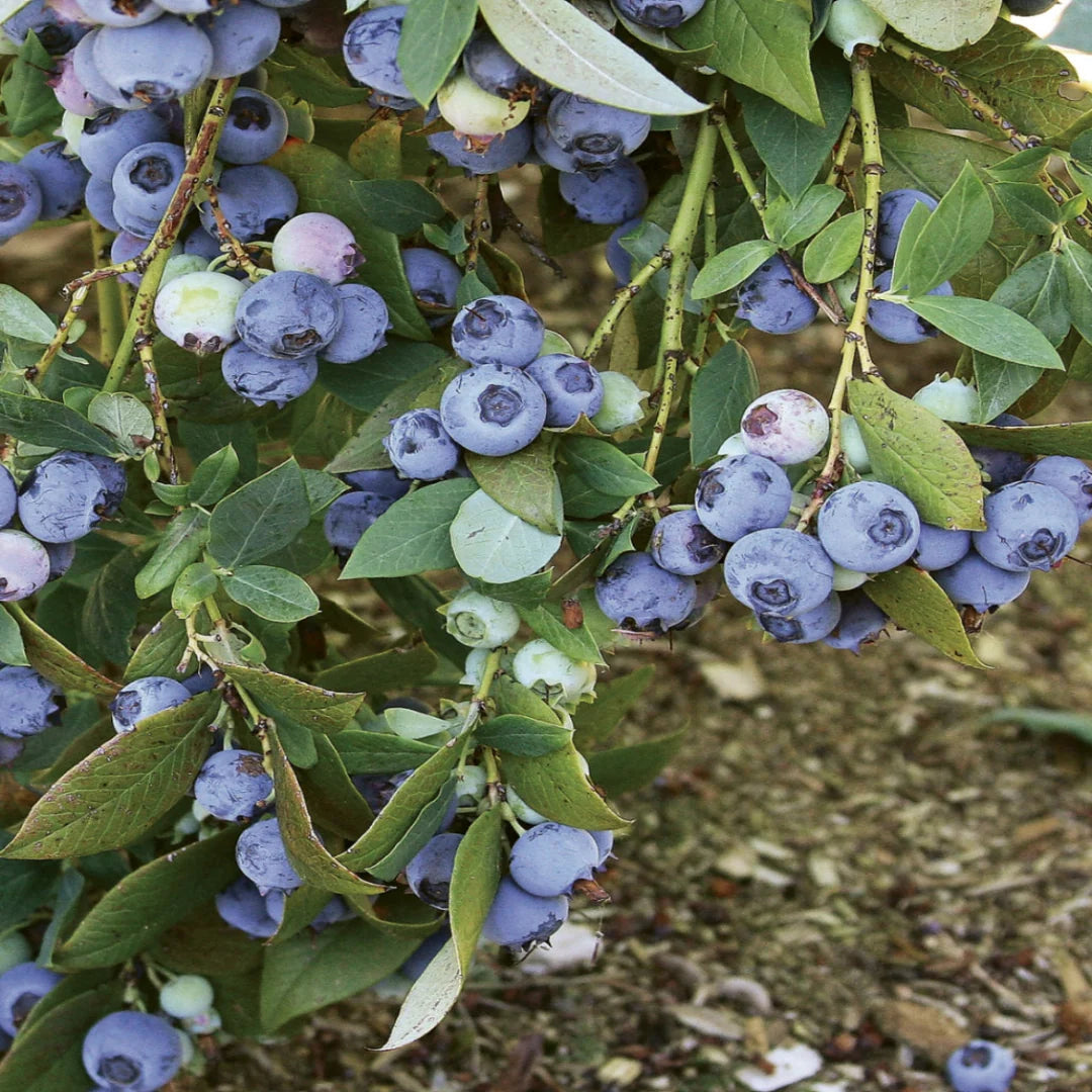 Southern Highbush Suziblue blueberry plant suitable for home gardens