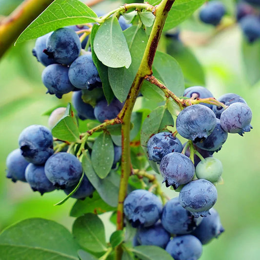 Austin Blueberry fruit detail showing plump berries on the branch