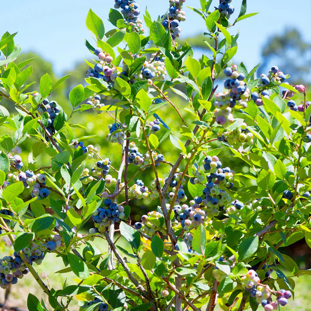 homeandgardensforless.com