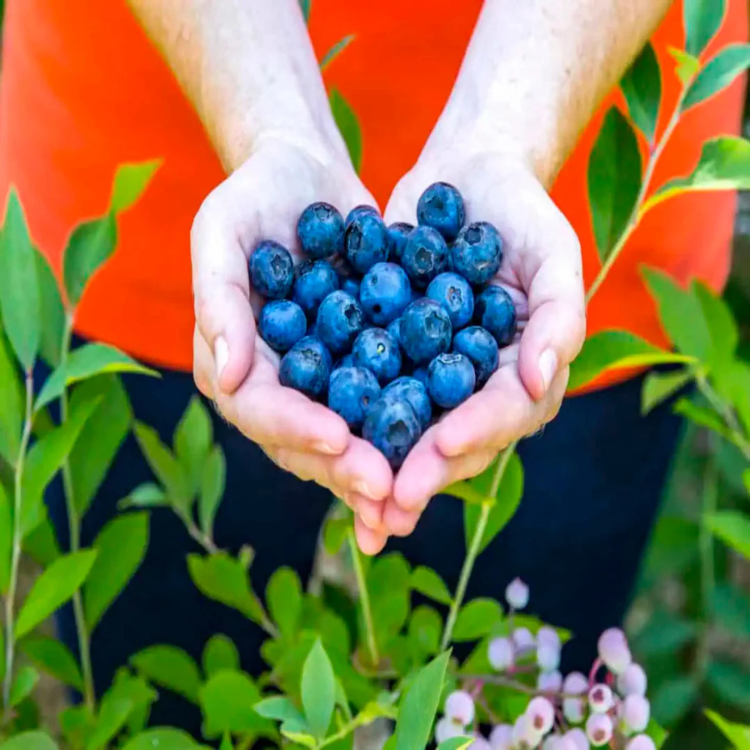 Bless Your Heart Blueberry bush fully loaded with ripe fruit