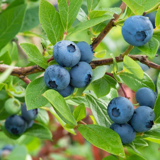 Brightwell Rabbiteye Blueberry Bush – Southern Blueberry | Zones 6–9 live plant for landscaping and home gardens