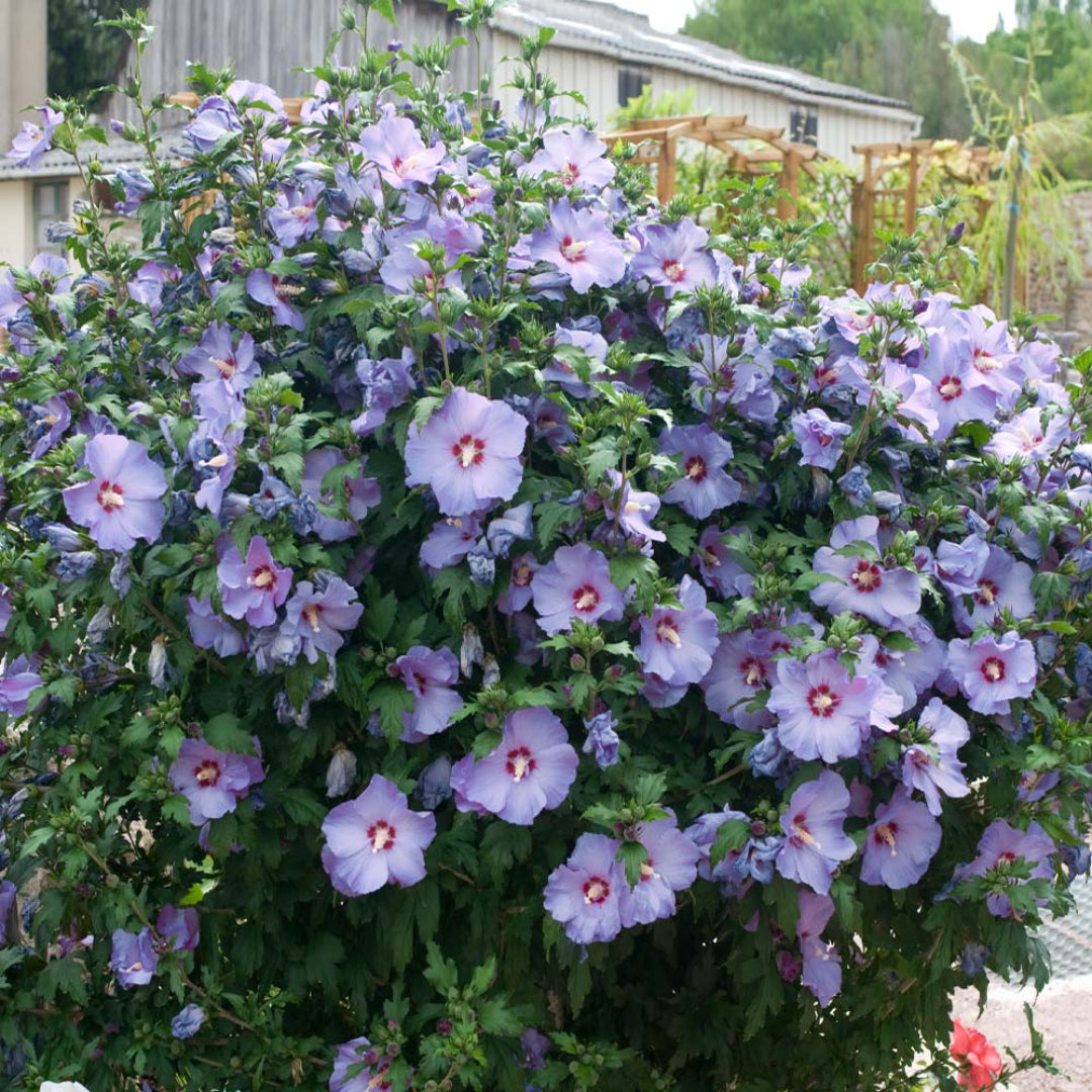 Bluebird Hibiscus Syriacus Blue Flowers Close UpBluebird Hibiscus Syriacus Blue Flowers Close Up