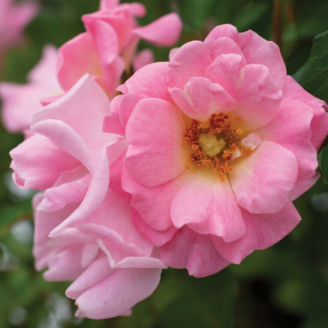 Blushing Drift Rose Soft Pink – groundcover