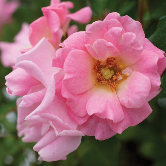 Blushing Drift Rose Soft Pink – groundcover