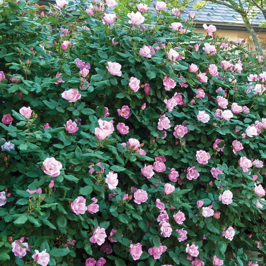 Light pink blooms brighten The Blushing Knock Out Rose