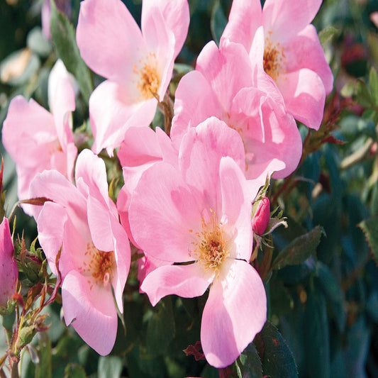 Close view of The Blushing Knock Out Rose petals