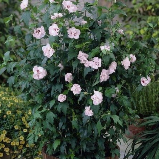 Healthy Blushing Bride Althea shrub with large summer blooms