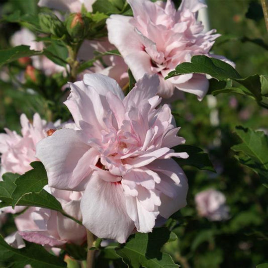 Blushing Bride Rose of Sharon shrub with soft pink double flowers in bloom