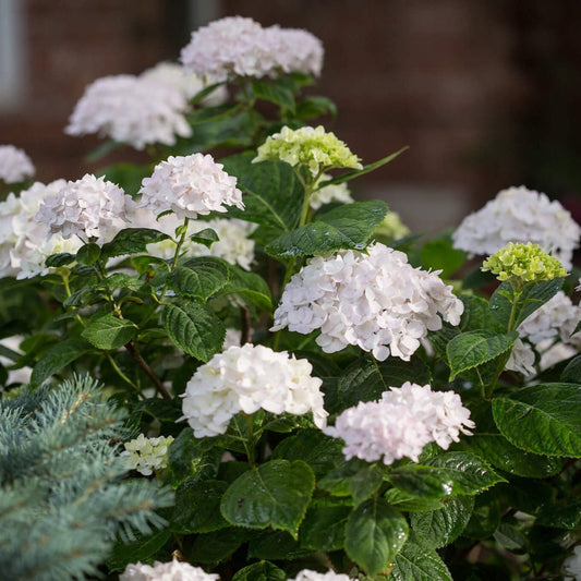 Endless Summer Blushing Bride Hydrangea in Full Flowering Stage
