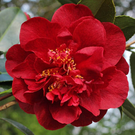 Camellia Kramer'S Supreme-Magnificent Red Blooms