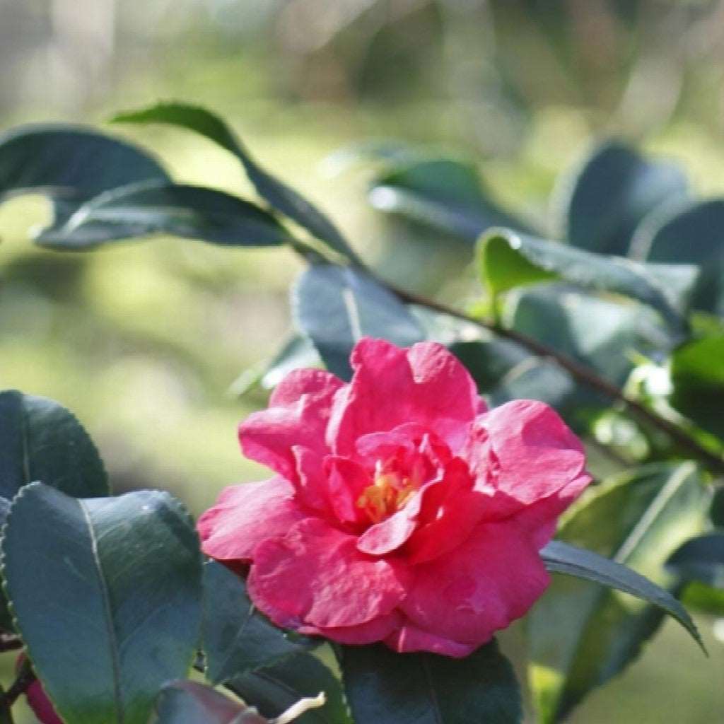 Camellia Sasanqua 'Bonanza' Plant