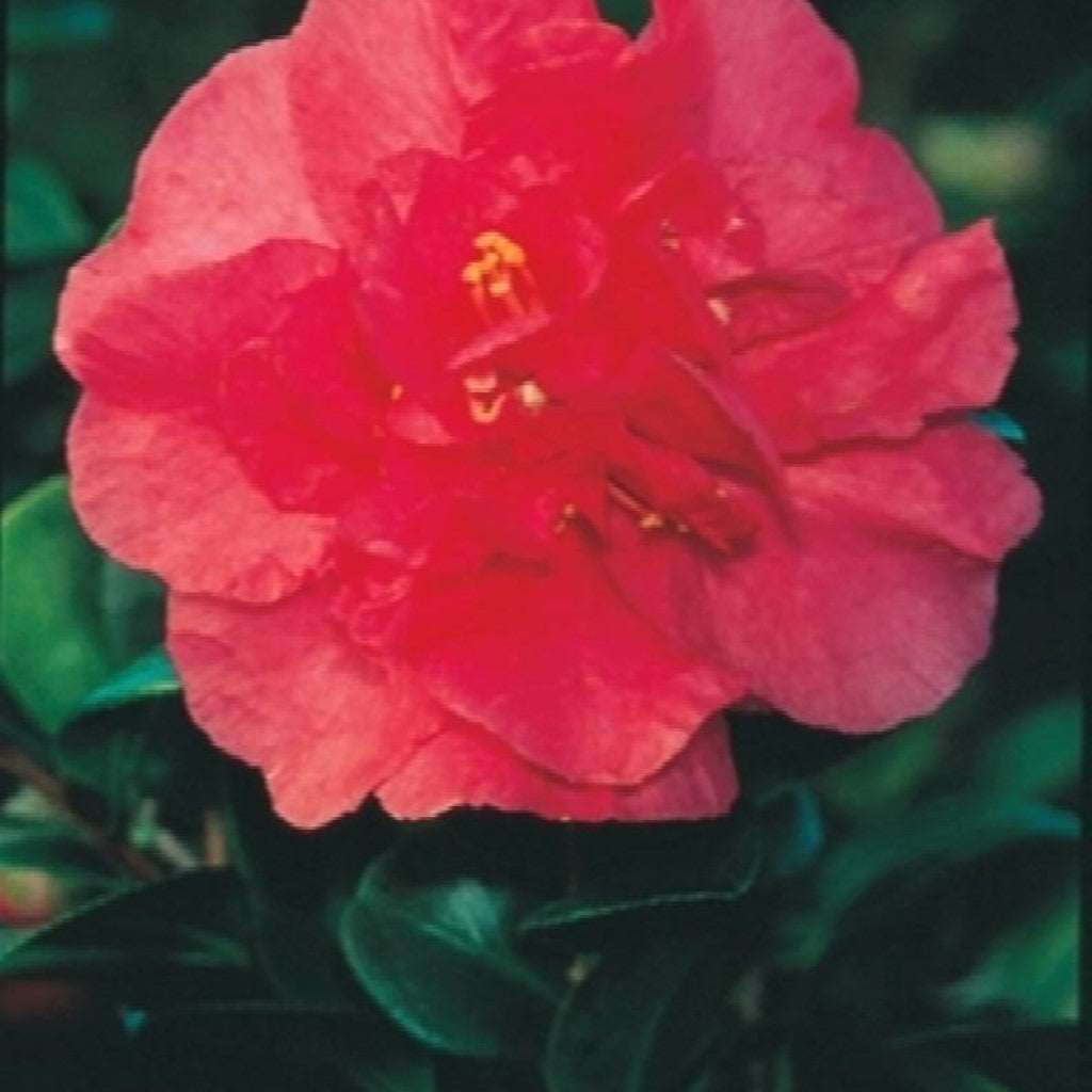 Camellia Sasanqua 'Bonanza' Plant