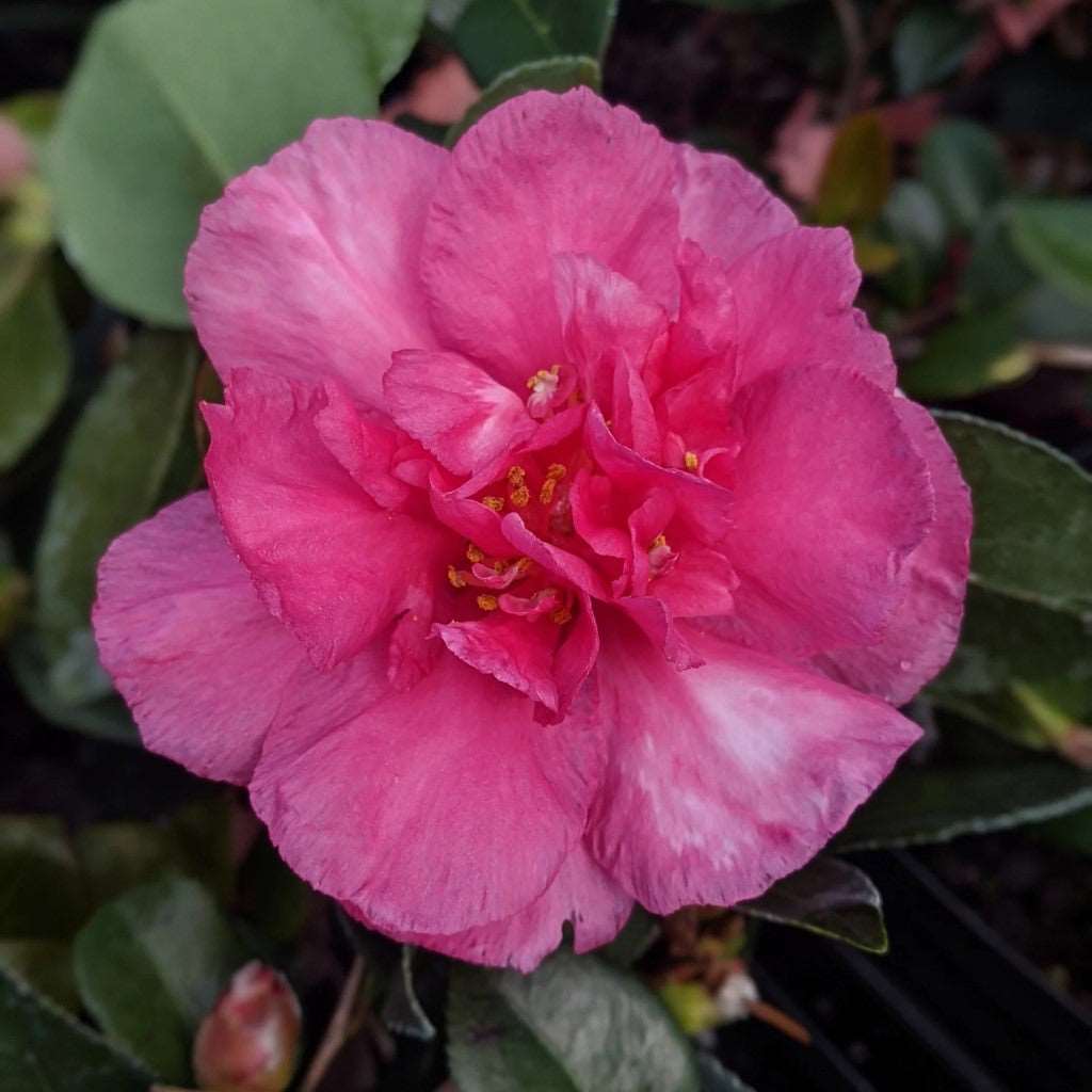 Camellia Sasanqua 'Bonanza' Plant