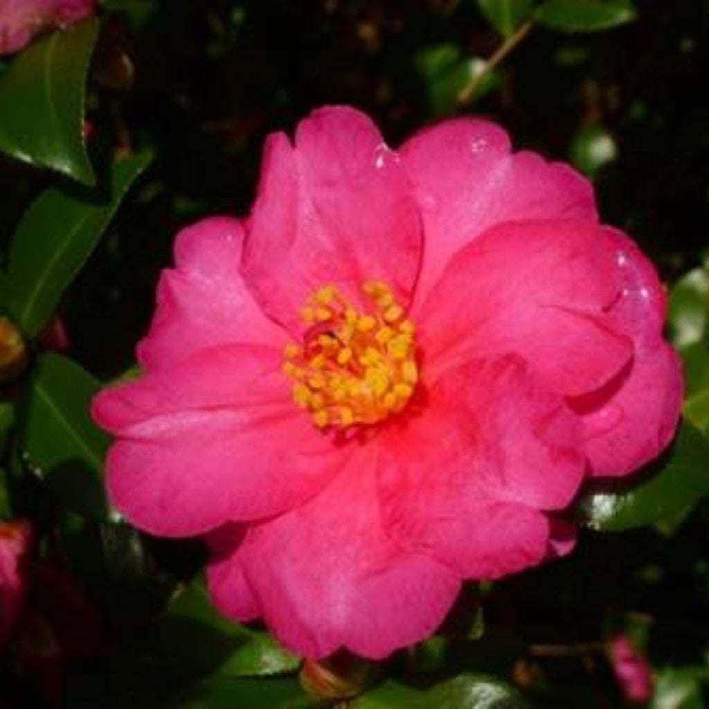 Camellia Sasanqua 'Bonanza' Plant